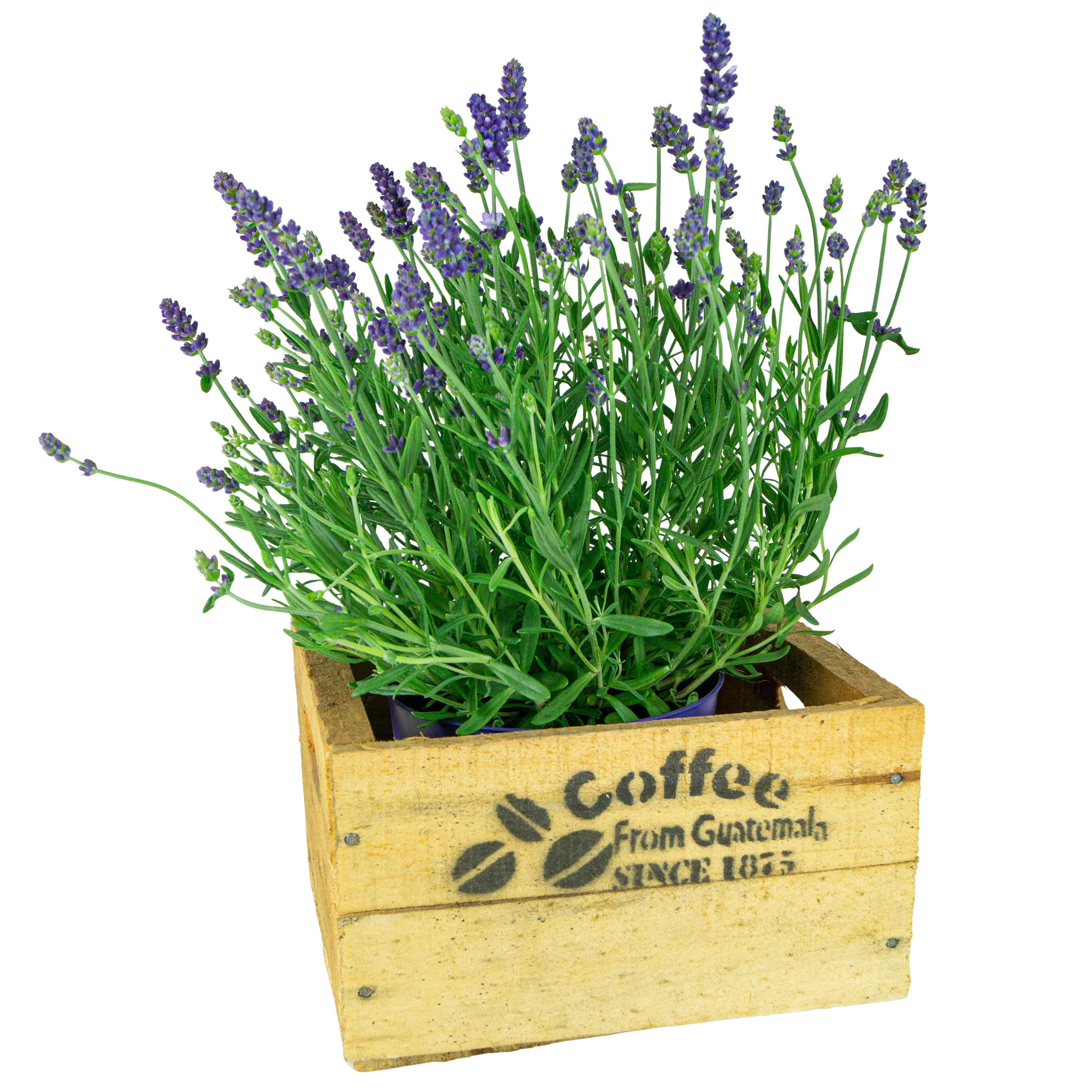 alte Holzkiste Coffee in verschiedenen Grössen Vintage Upcycling DIY alte Holzkiste Coffee XS Vintage Upcycling DIY 18,5x17,5x11cm