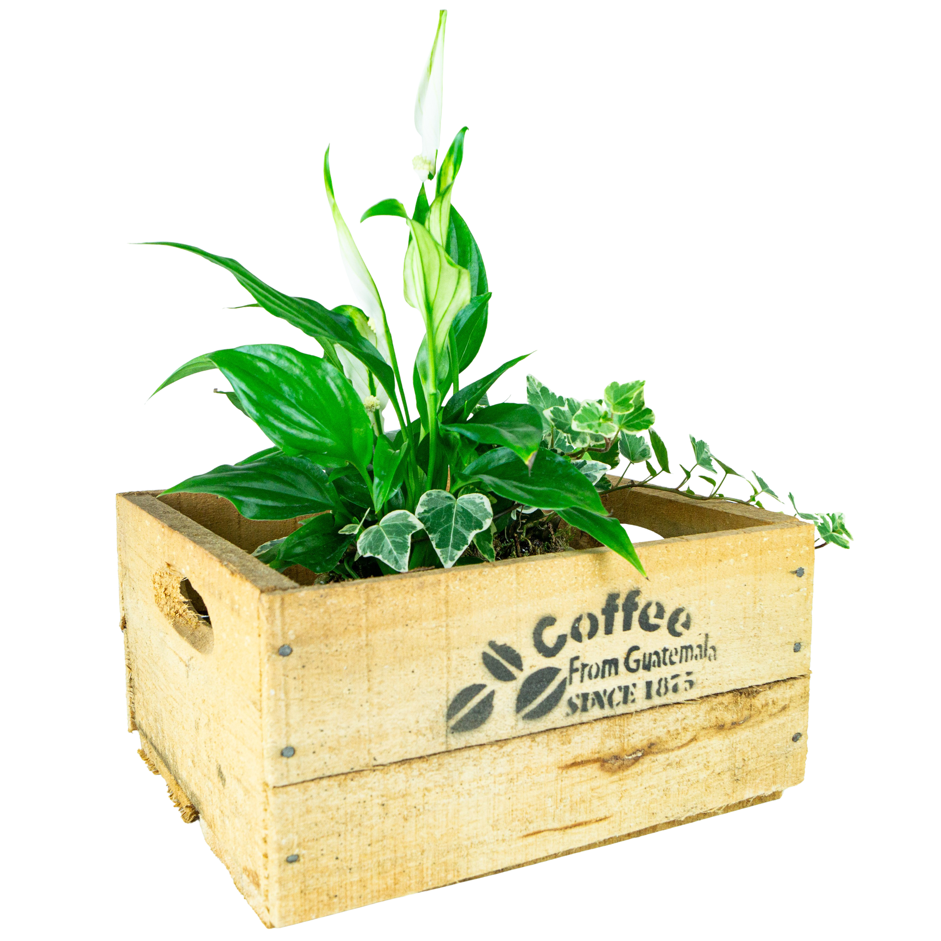 alte Holzkiste Coffee in verschiedenen Grössen Vintage Upcycling DIY alte Holzkiste Coffee S Vintage Upcycling DIY 23x21x12cm